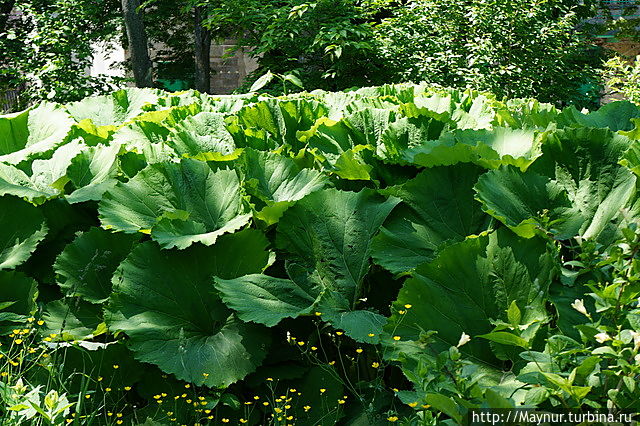 Белокопытник. Южно-Сахалинск, Россия
