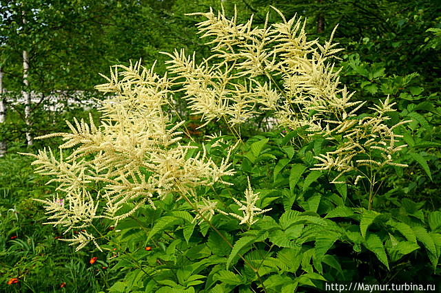 Макушка   лета.  Разнотравье,  разноцветье Южно-Сахалинск, Россия