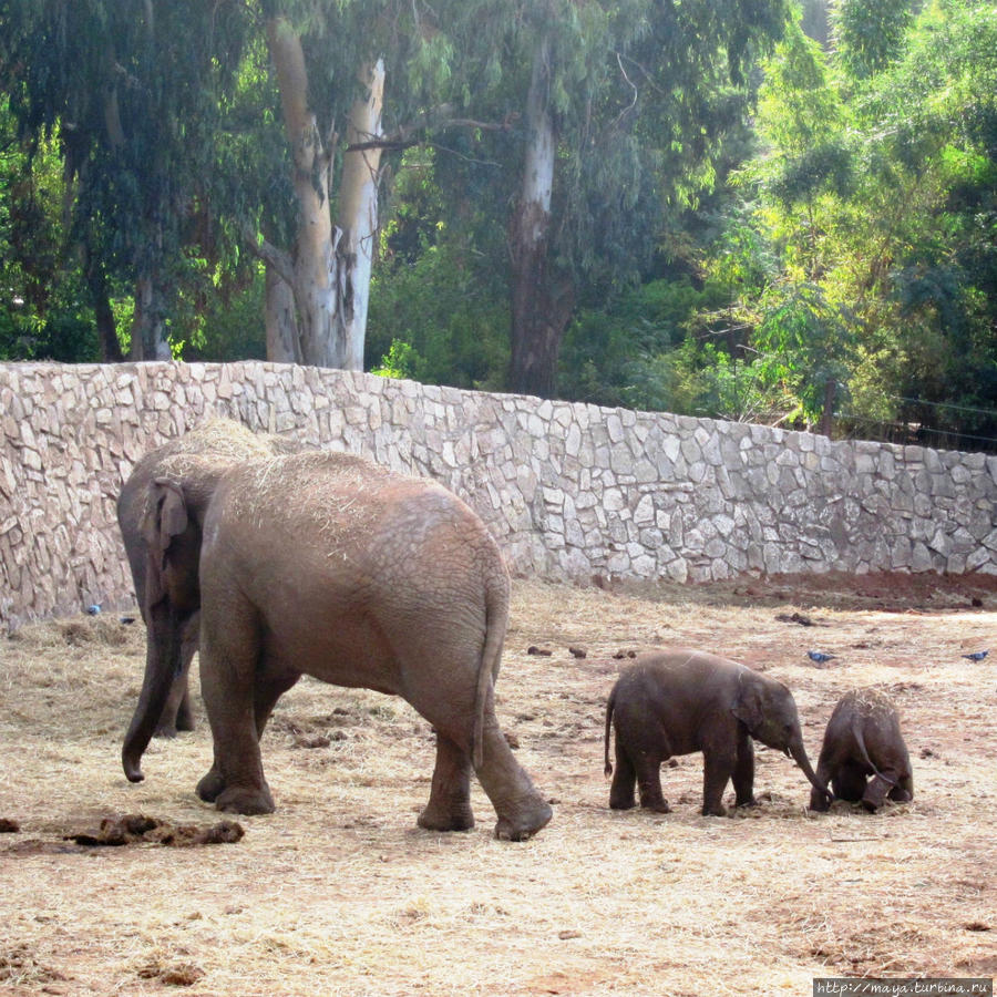 О слоновьем семействе
