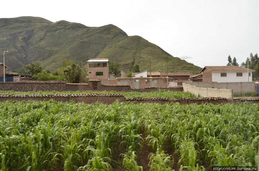 Подрастающая кукуруза — важный элемент местного сельского хозяйства Перу