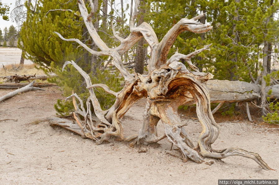 Мертвые деревья на термальных источниках. Йеллоустоун Национальный Парк, CША