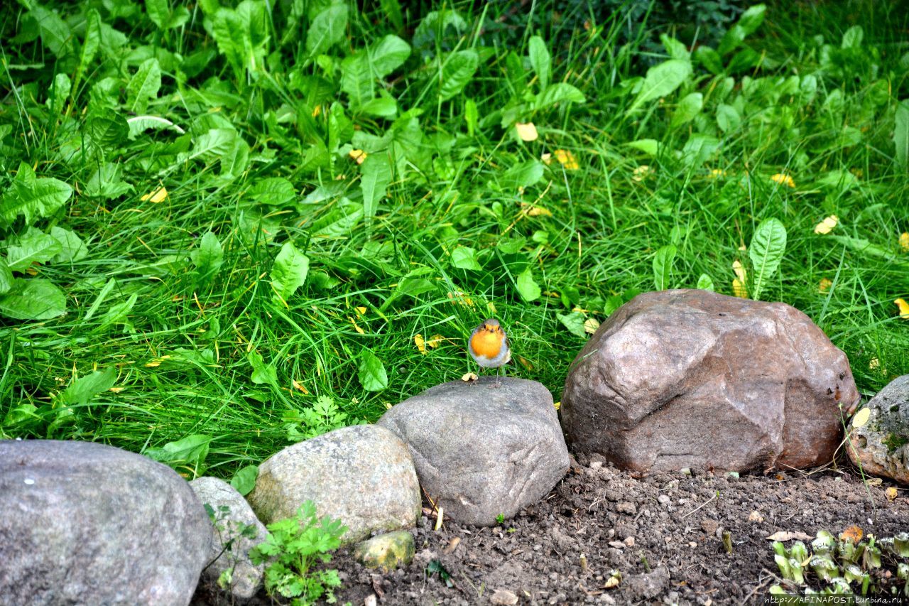 Осень. Зарянка. Родственные души Москва и Московская область, Россия