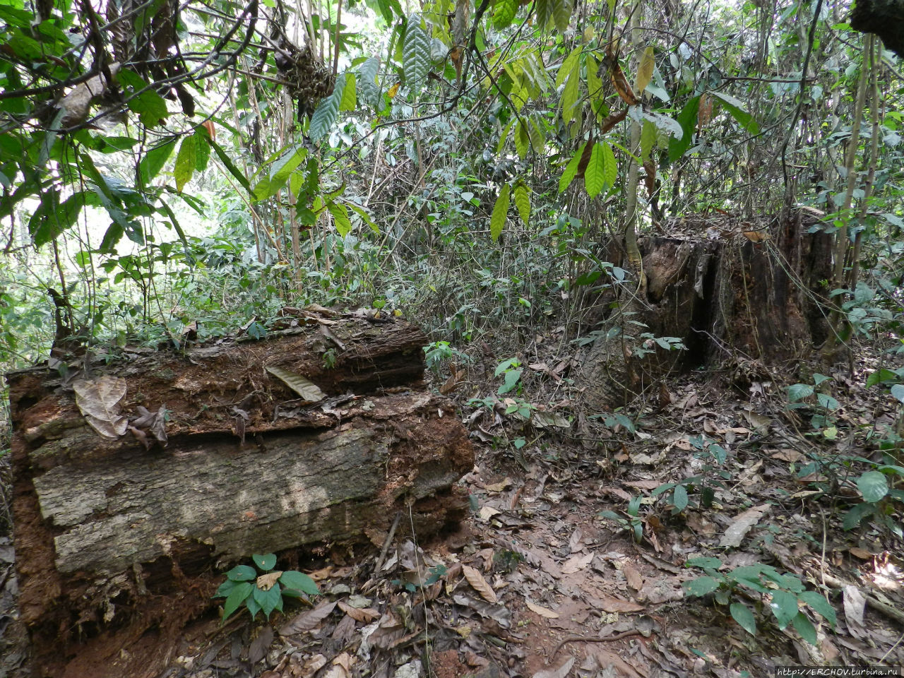 Камерун. Ч — 16. Тропический лес и Банту (люди леса) Центральный регион, Камерун