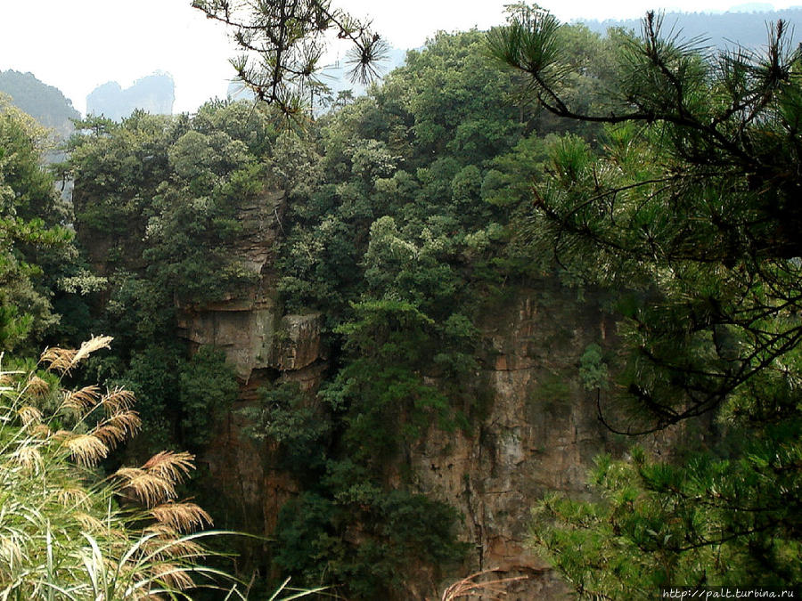 А на камнях растут деревья Чжанцзяцзе Национальный Лесной Парк (Парк Аватар), Китай