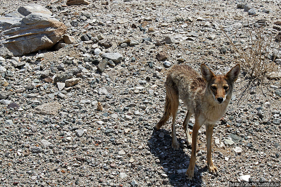 Долина Смерти. Земля одинокого койота Национальный парк Долина Смерти, CША