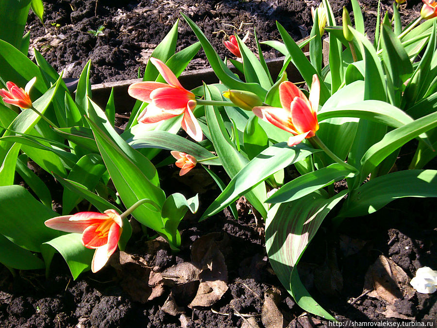 Первые тюльпаны к Первомаю! Санкт-Петербург и Ленинградская область, Россия