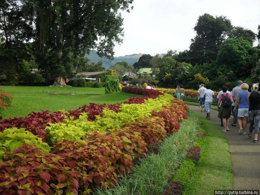 Экскурсия по ботаническому саду. Хиккадува, Шри-Ланка