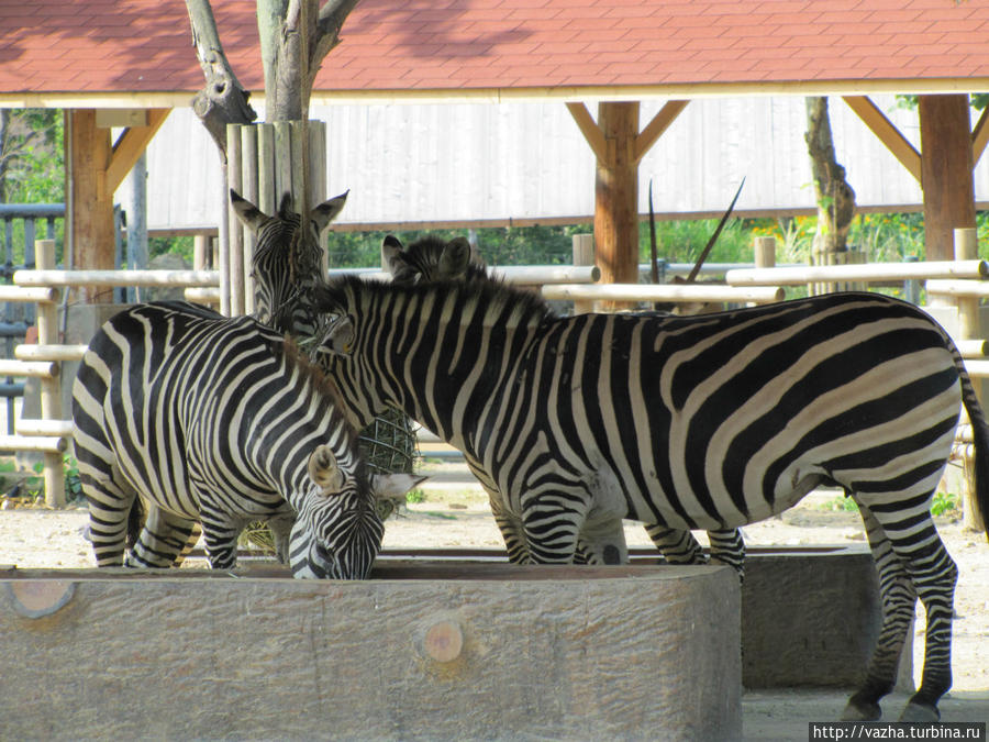 Зоопарк Сеула. Первая часть. Сеул, Республика Корея