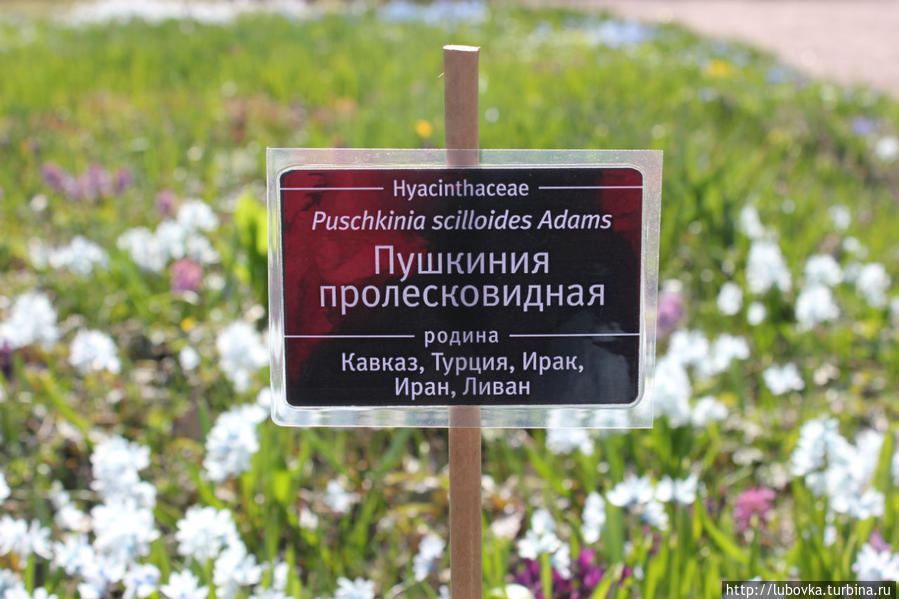 Весна в Питерском Ботаническом Санкт-Петербург, Россия