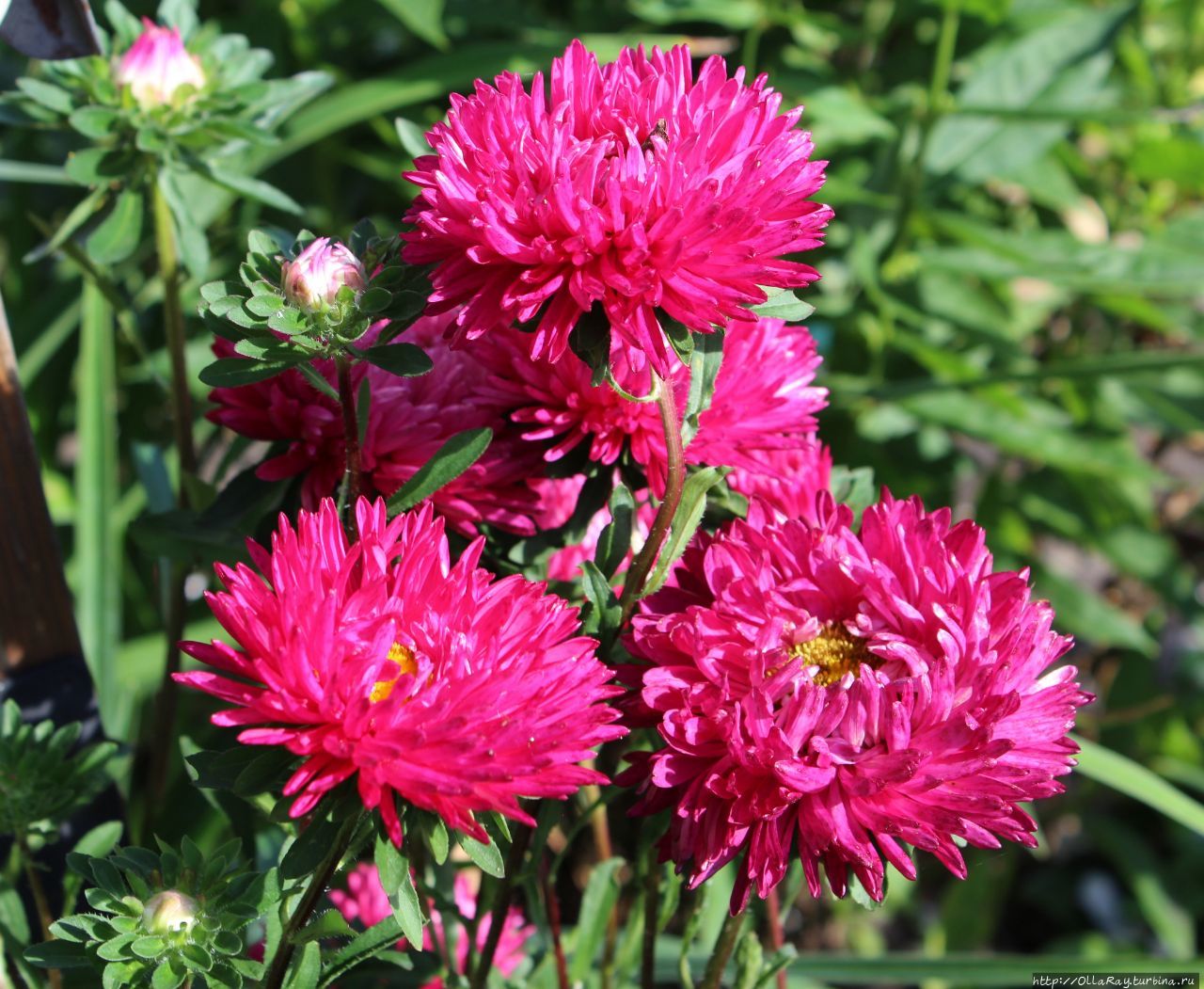 К осени вас будут радовать махровые шапки астр. К осени вас будут радовать махровые шапки астр.