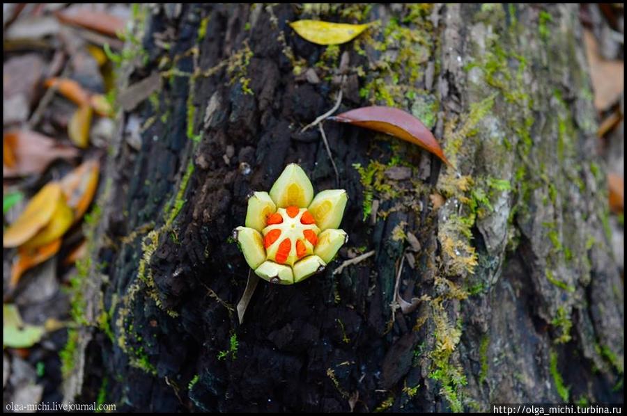 Плоды фикуса. Когда спеют, раскрываются как цветы. Гватемала