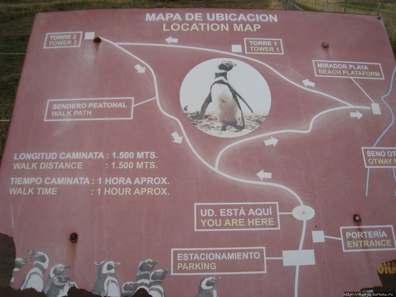 Заповедник пингвинов Сено Отвей Лагуна-Отвей, Чили