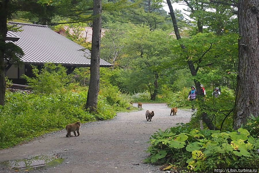 дикие обезьяны, как нивчем не бывало Япония