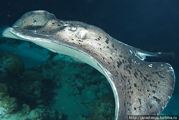 Сафари с Подводным клубом 