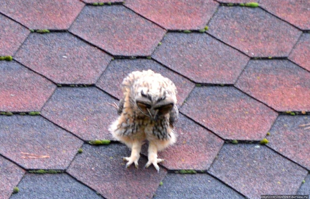 Совы. Дождливым днём Внуково, Россия