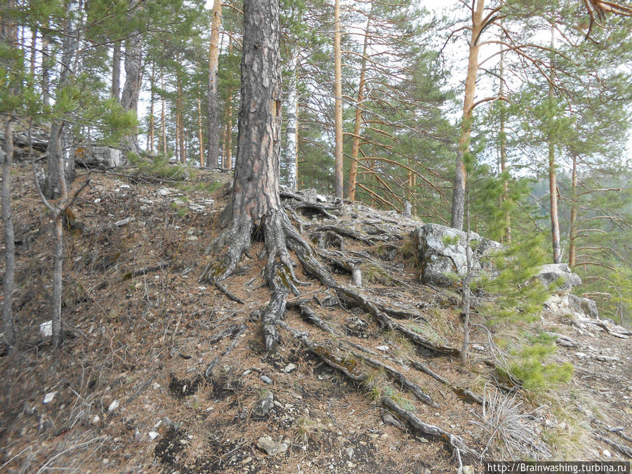 Сосны здесь крепко цепляются корнями за скалы и тонкий слой почвы Кунгур, Россия