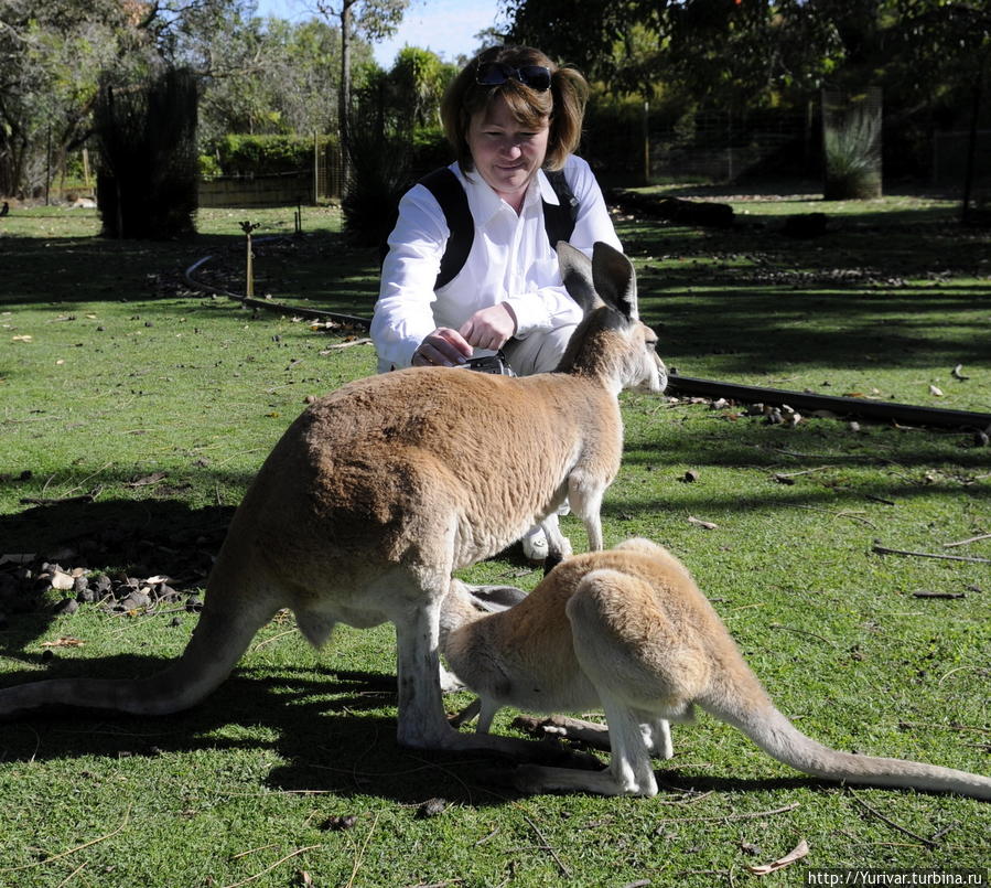 В парках кенгуру практически ручные Маргарет-Ривер, Австралия