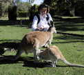 В парках кенгуру практически ручные