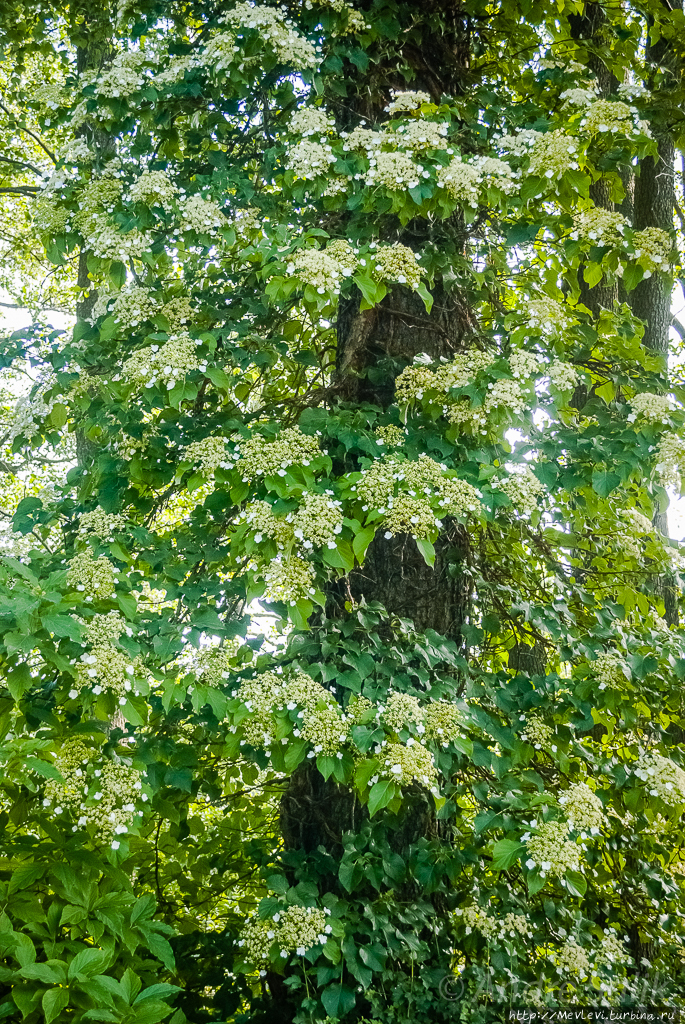 Ботанический сад в июне Рига, Латвия