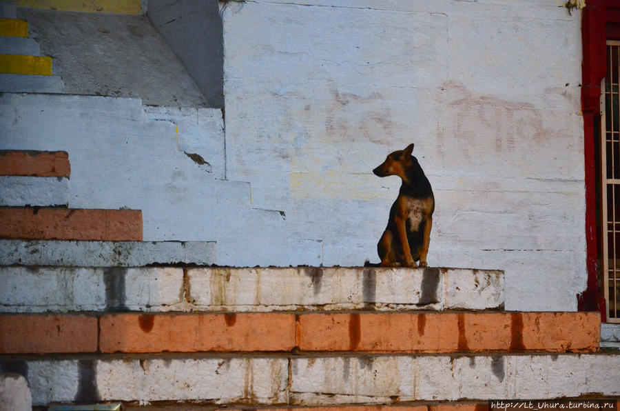 Варанаси. Собаки во всех городах, в которых мы побывали, очень похожи. Короткошерстные, остромордые. Дели, Индия