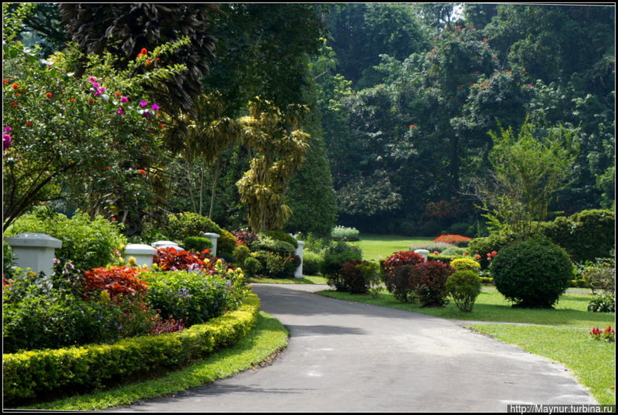 Сад —  мечта  королей... Перадения, Шри-Ланка