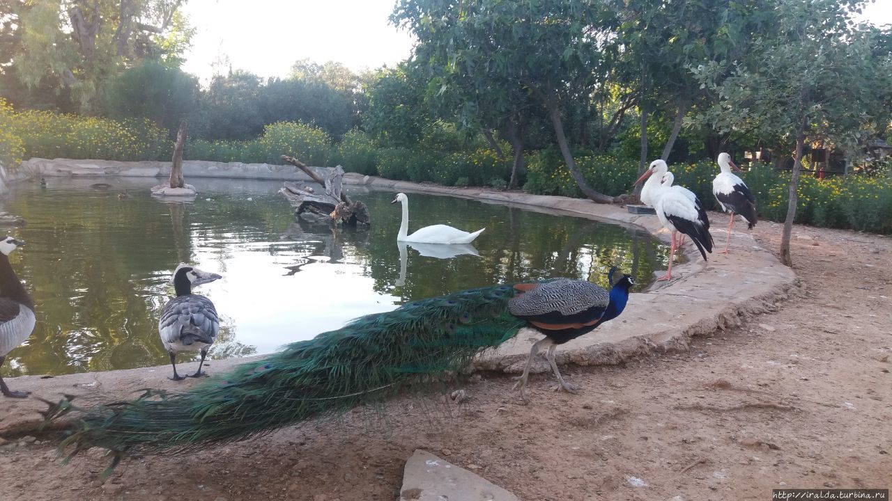 Афинский зоопарк. Attica Zoological Park Афины, Греция