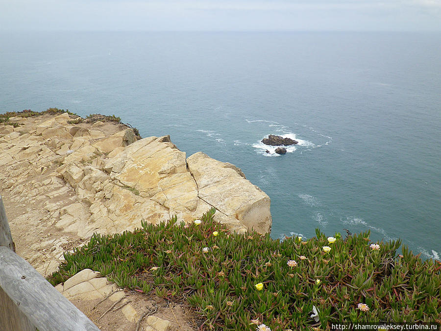 Цветок мыса Рока Кабу-да-Рока, Португалия