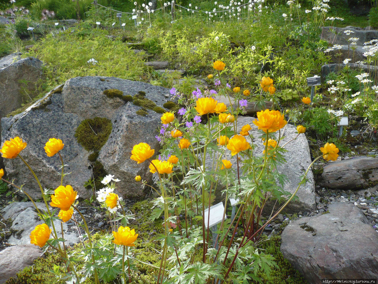 Полярно-альпийский ботанический сад-институт им. Ботанический сад кировск мурманская. Ботанический сад в норвегии. Полярно-альпийский ботанический сад-институт мурманская область. Полярно-альпийский ботанический сад-институт апатиты.