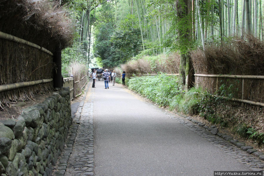 Бамбуковая роща Сагано Киото, Япония