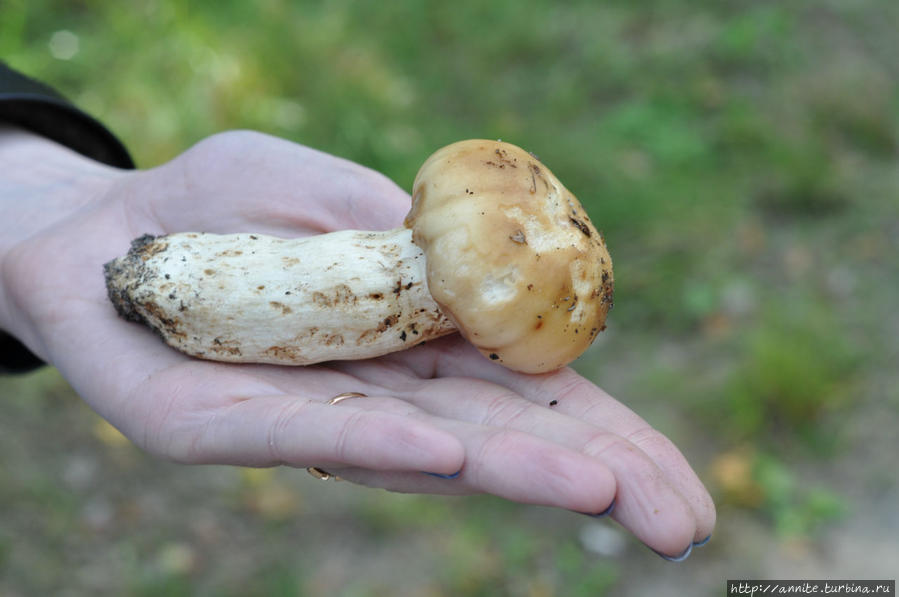 Единственный найденный белый грибок, да и то надкусанный. Рязанская область, Россия