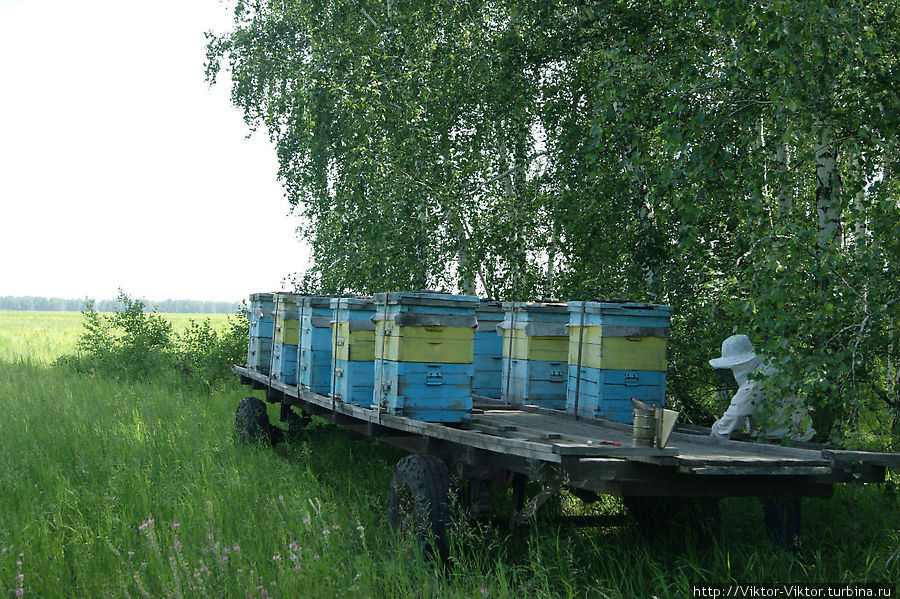 На Медовый Спас заламывай соты Любинский, Россия