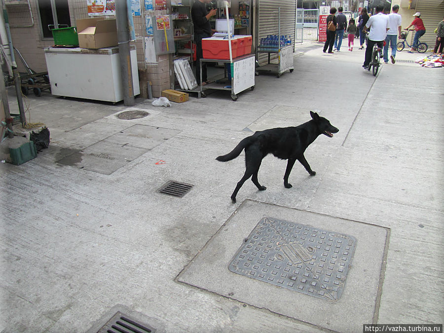 Эта собака сопровождала меня весь мой путь,я такую тощию собаку никогда  не видел Остров Ламма, Гонконг