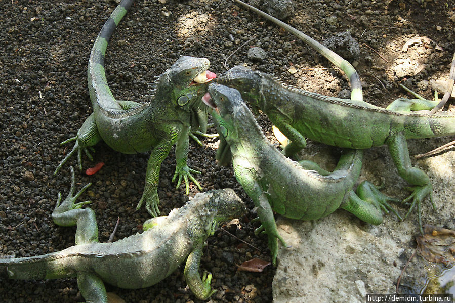 У офиса парка в специальном загончике обитает несколько десятков игуан. Леон, Никарагуа