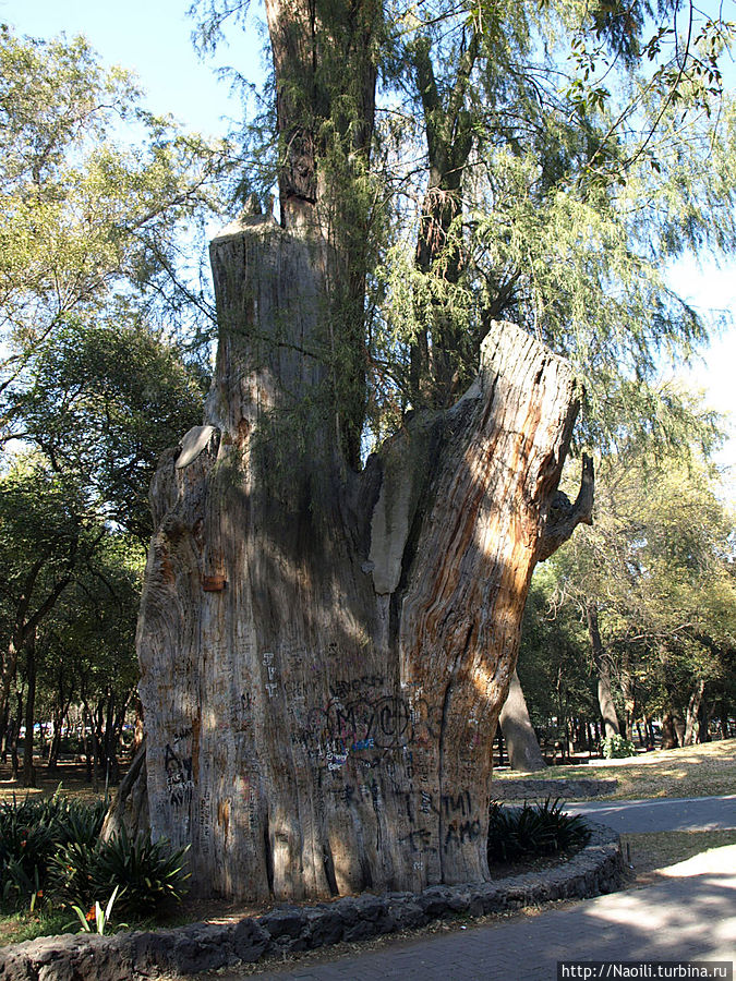 Посмотрите что сделали вандалы с деревом! А оно ведь еще живое! Мехико, Мексика