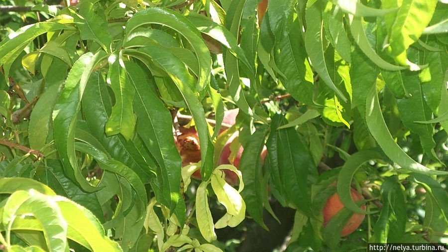 А так растут персики