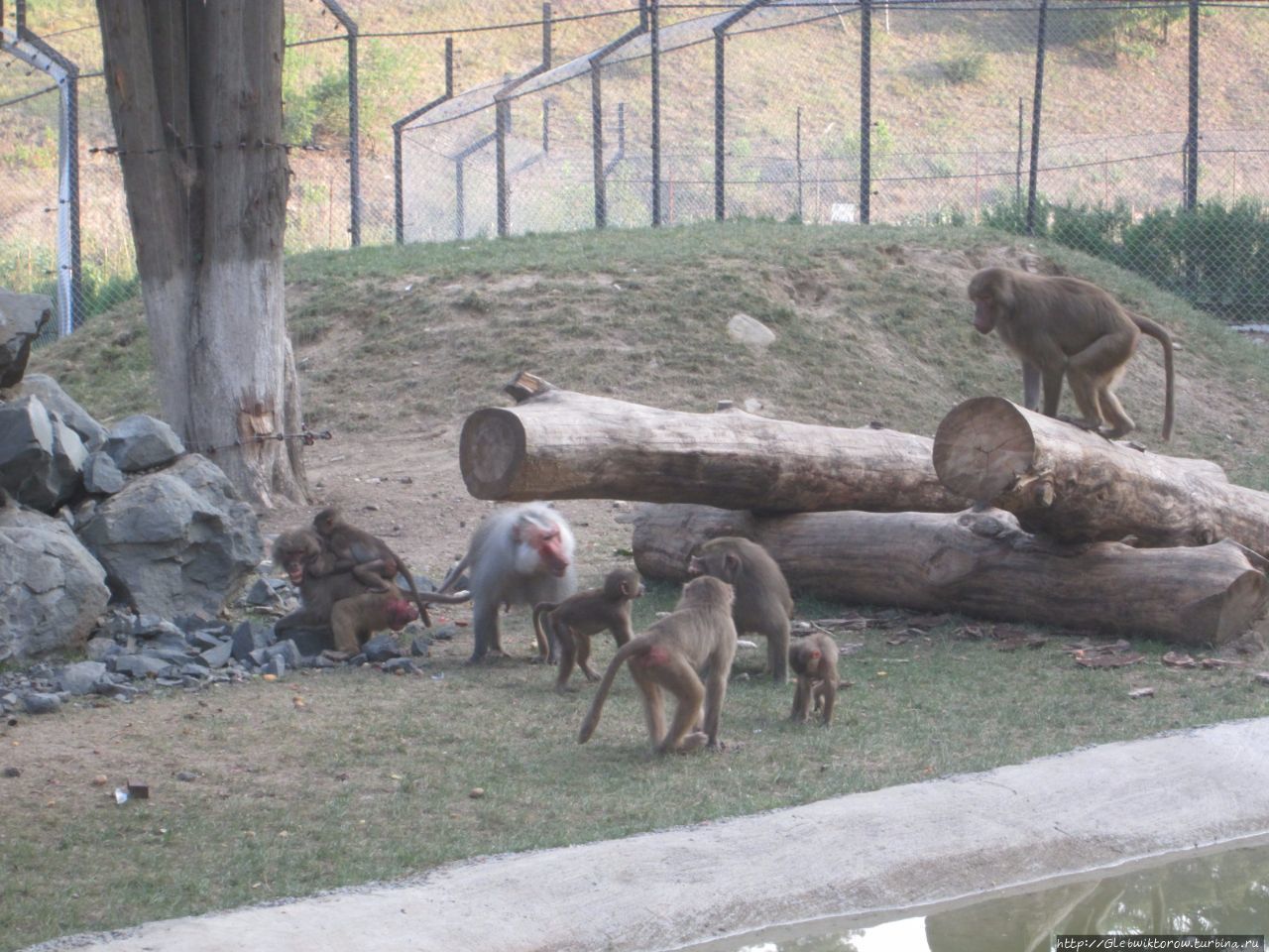 Тбилиси зоопарк фото