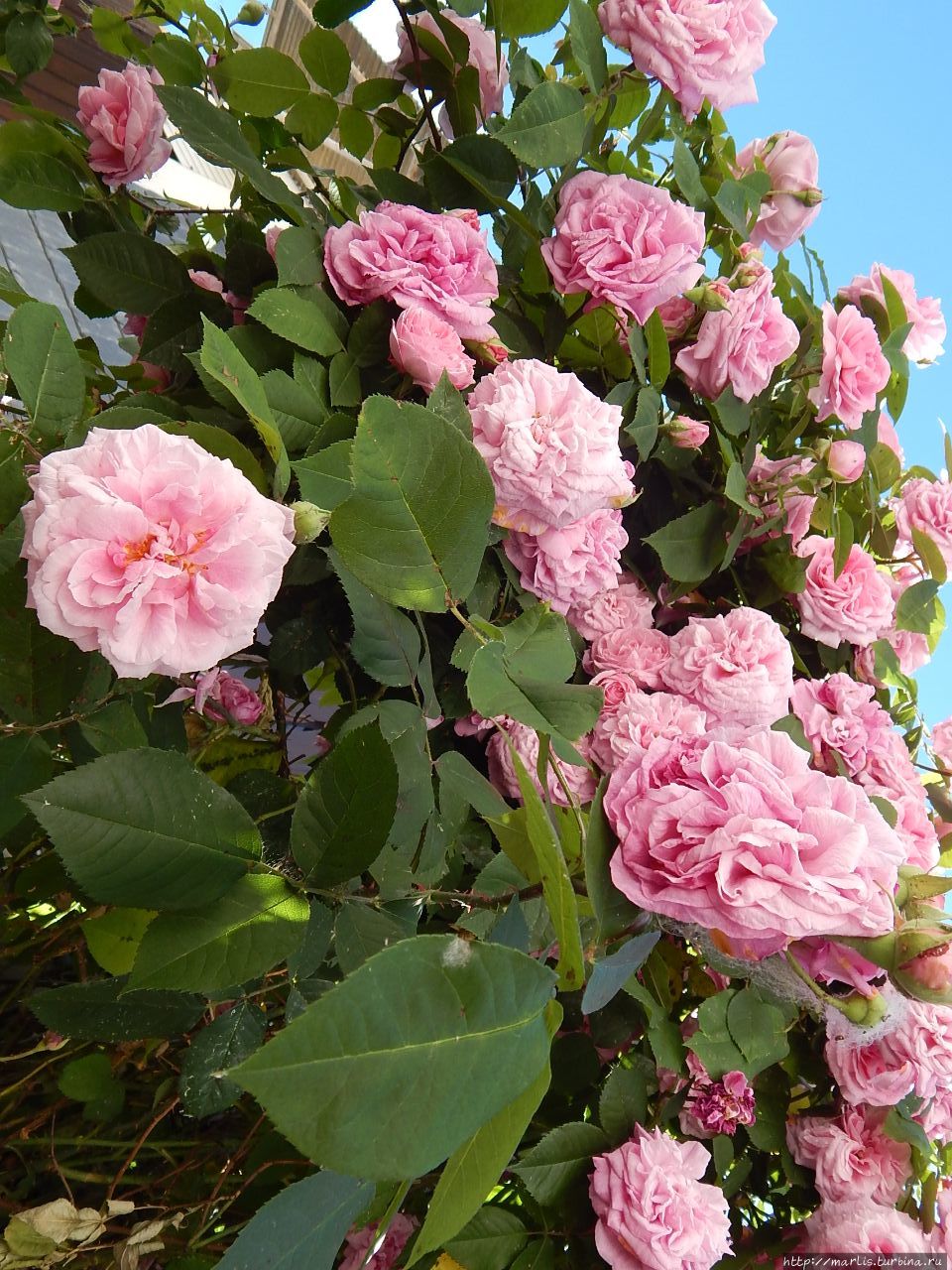 Папиндень Земля Гессен, Германия