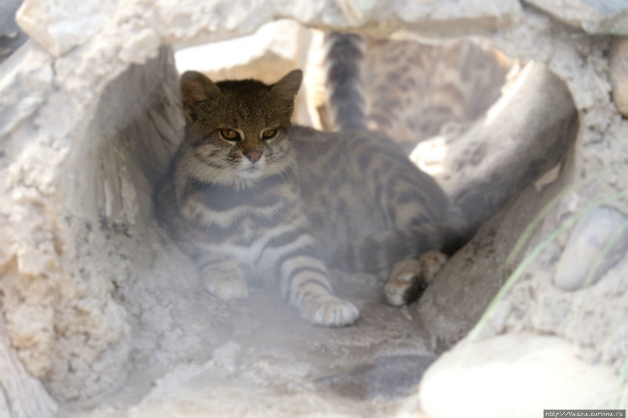 Зоопарк Лимы Лима, Перу