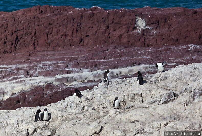 Пингвины Пуэрто Десеадо Пуэрто-Десеадо, Аргентина