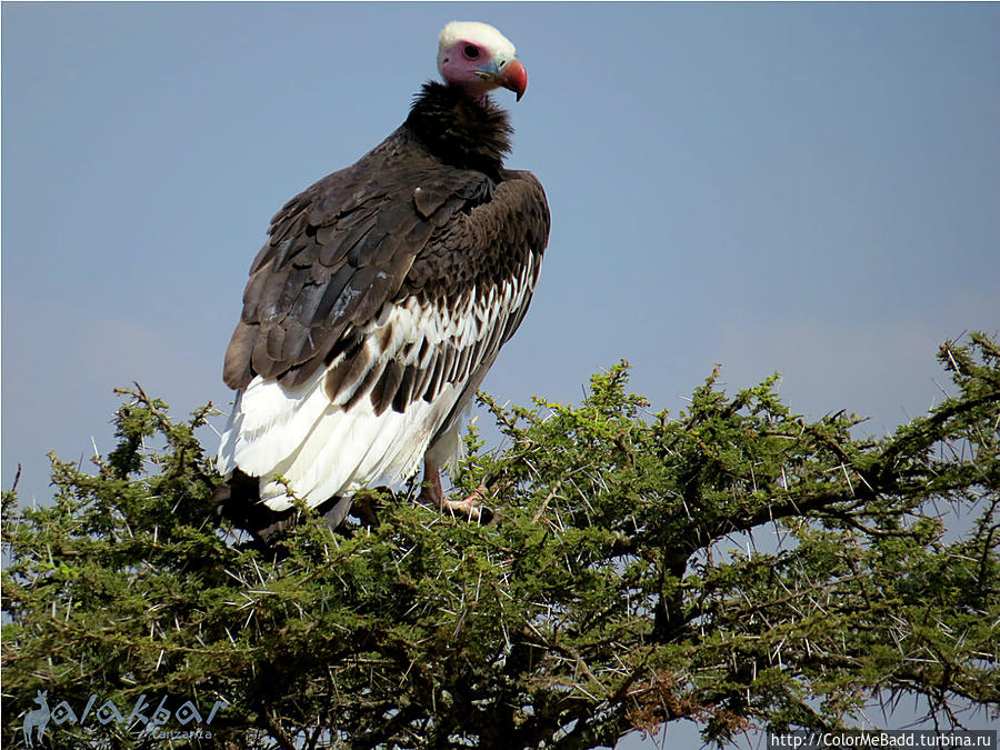 White-headed Vulture Танзания