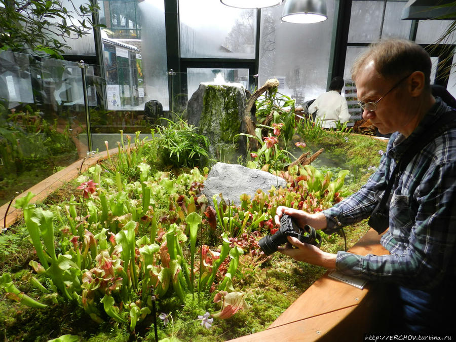 аптекарский огород мгу розарий. аптекарский огород в москве. ива белая аптекарский огород. огород мгу. фестиваль орхидей в аптекарском огороде.