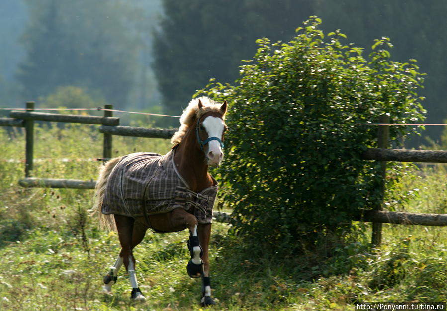 Но только лошади летают вдохновенно ... Штутгарт, Германия