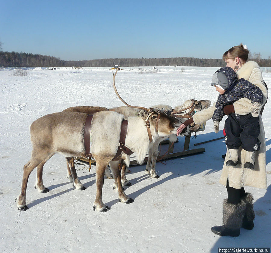 Ферма северных оленей Анциферово, Россия