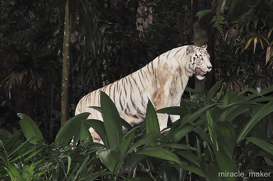 Очень редкое явление в природе — Белый тигр. Это особь бенгальского тигра с врожденной мутацией гена, отвечающего за окрас шерсти. Рождение белого тигра происходит один раз из десяти тысяч рожденных с нормальным окрасом. Сингапур (город-государство)