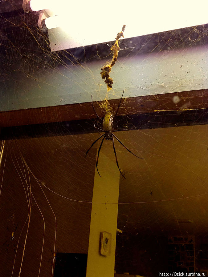 Музей насекомых / Insectarium