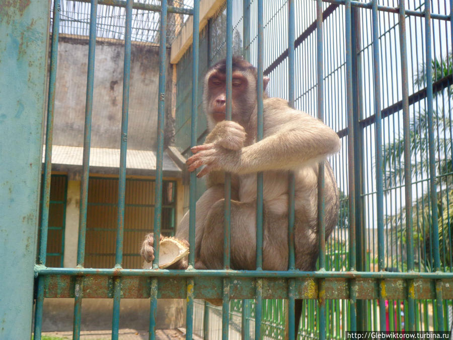Букитинги. Зоопарк Букиттинги, Индонезия