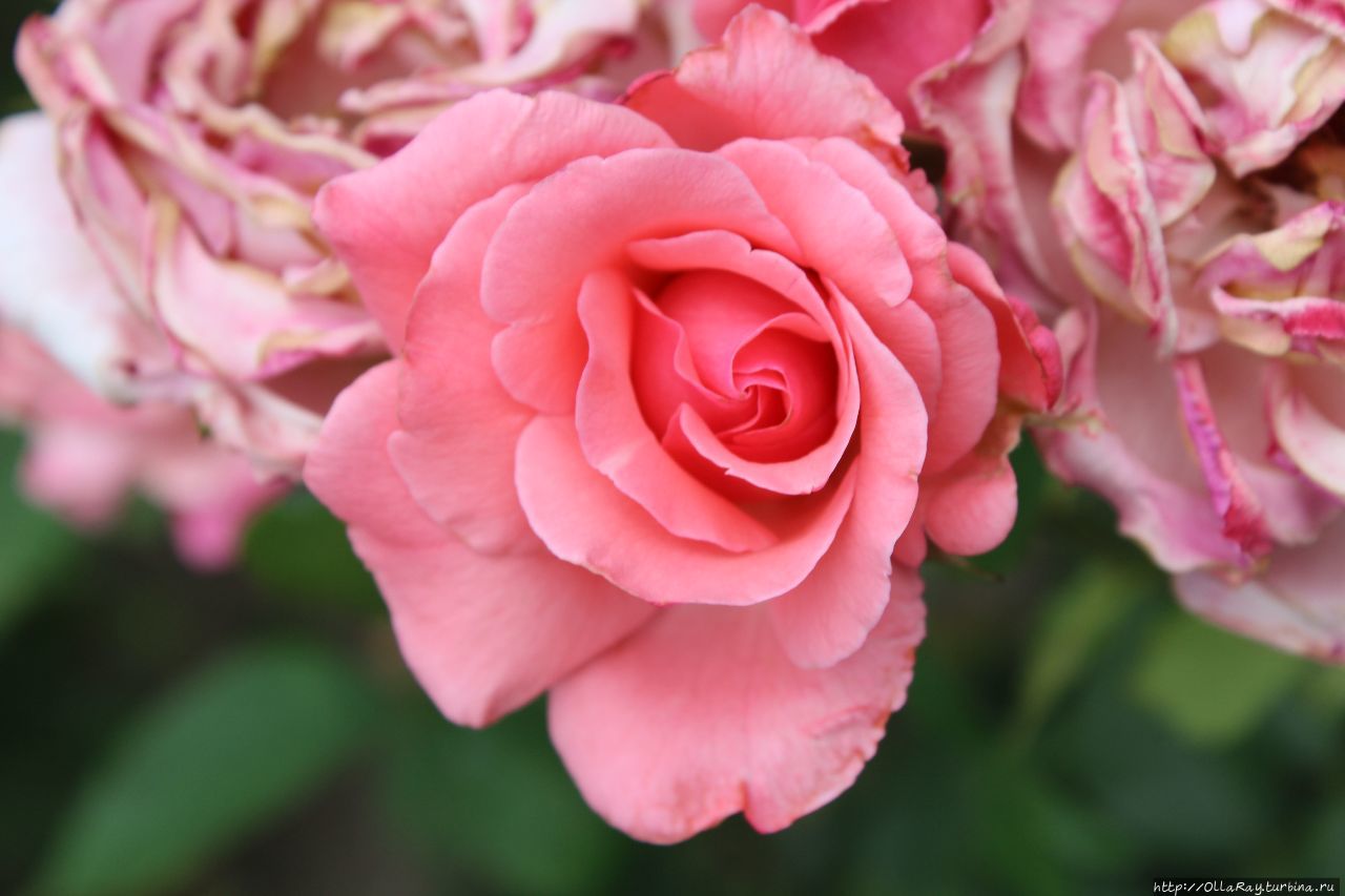 Floribunda The Queen Elizabeth Rose Lammerts 1954 Баден, Австрия