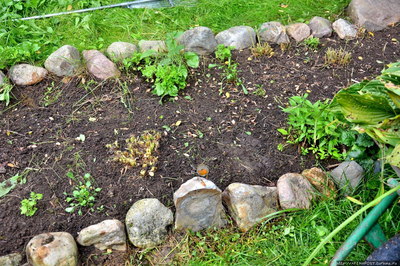 Осень. Зарянка. Родственные души Москва и Московская область, Россия