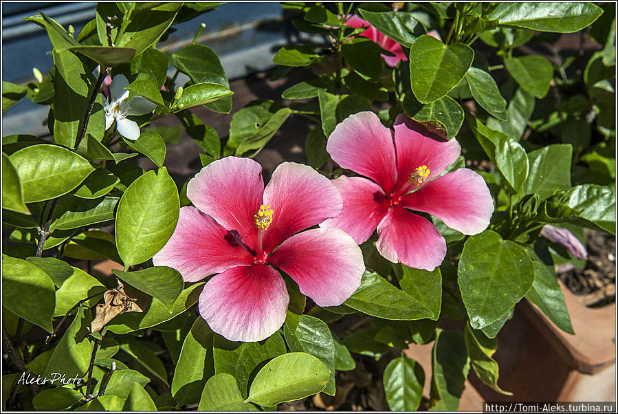 Круглый год цветут цветы — вот благодать. Хочу опять туда, и — насовсем...
*