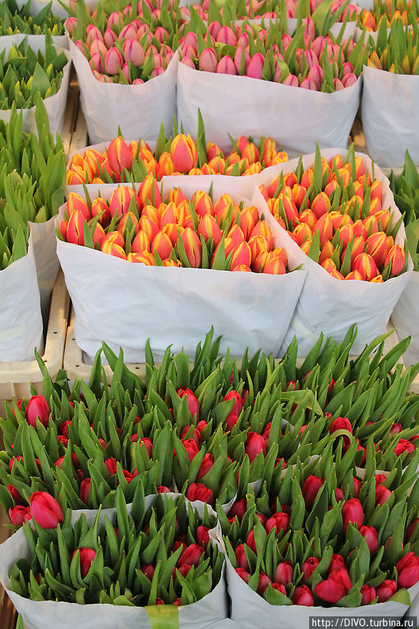 Bloemenmarkt — цветочный рынок Амстердама Амстердам, Нидерланды